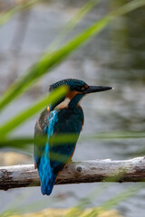Common kingfisher sitting in the summer sun on a branch at Lakenheath Fen nature reserve in Suffolk, UK