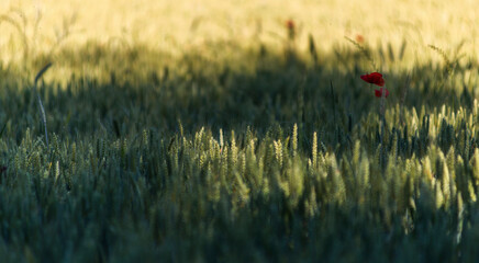 Céréales et coquelicot dans le bocage normand à Yvetot, Seine-Maritime, France