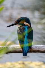 Common kingfisher sitting in the summer sun on a branch at Lakenheath Fen nature reserve in Suffolk, UK