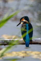 Common kingfisher sitting in the summer sun on a branch at Lakenheath Fen nature reserve in Suffolk, UK