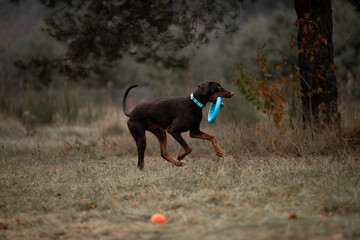 Beautiful Doberman breed dog in the winter forest