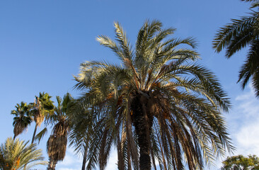 Fototapeta na wymiar Palm tree and the sky
