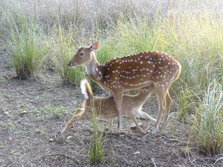 baby deer drinking milk from mother