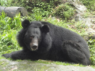black bear sitting in a stone in sikkim