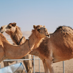 camels in the desert