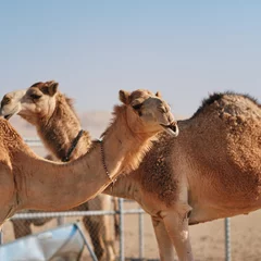 Foto op Plexiglas camels in the desert © Noe Lcs