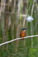 Wide angle shot of common kingfisher perched on a branch at Lakenheath Fen nature reserve in Suffolk, UK