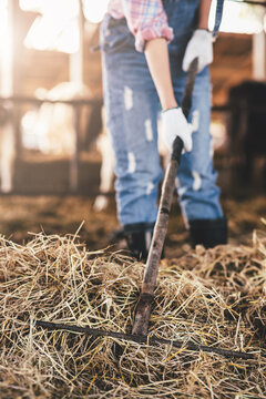 Close up worker using rake on hay for working in farm, Livestock and farm industry.