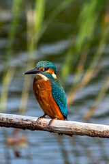 Close up shot of juvenile male common kingfisher sitting on a perch. At Lakenheath Fen nature reserve in Suffolk, UK