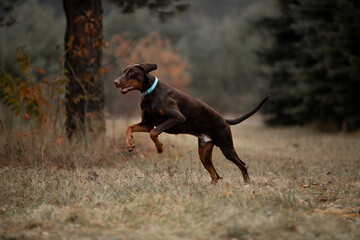 Beautiful Doberman breed dog in the winter forest