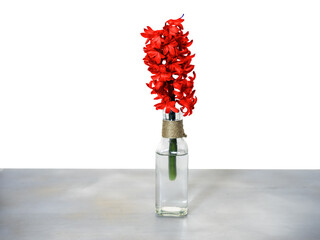 Red hyacinth in a vase on a white background