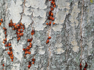 Colony of firebugs on tree.