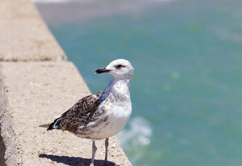 Yellow-legged Gull on a promenade balustrade (Larus michahellis).