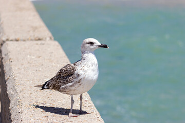 Yellow-legged gull looking out to sea from a balustrade.