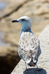 Young yellow-legged gull (Larus michahellis) on a rock.