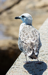 Young yellow-legged gull (Larus michahellis) on a rock.