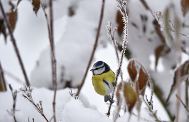 Naklejka premium Blaumeise im Schnee