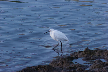 Little egret searching for food at dusk.  (Egretta garzetta)