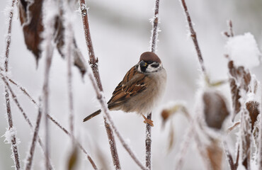 Spatz sitzt bei Frost auf einer Sitzwarte 