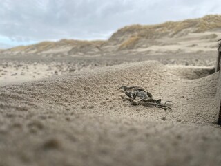 crab on the sand