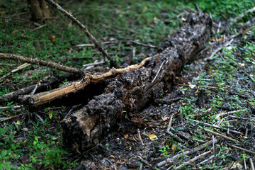 Naklejka na ściany i meble A fallen tree is rotting in the middle of the forest