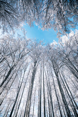 Bottom up view of white snow and frost covered treetops against beautiful blue winter sky. 