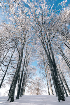 Scenic image of beech trees in winter forest at sunny day. Frosty calm  scene.