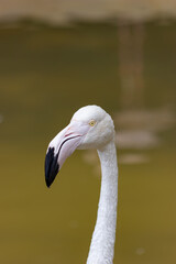 Obraz premium Close-up of the head of a pink flamingo (Phoenicopterus roseus).
