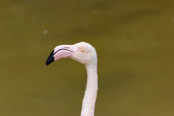 Close-up of the head of a pink flamingo (Phoenicopterus roseus).
