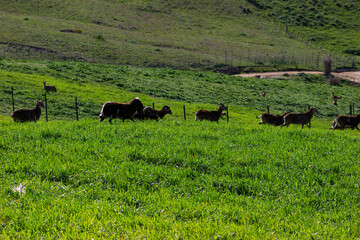 Mouflon herd in a game reserve (Ovis orientalis)