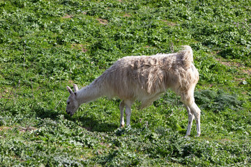 South American llama grazing in an animal reserve (Lama glama).