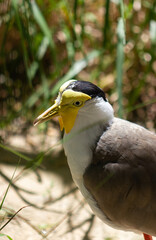 Close up of a Lapwing masked. (Vanellus miles)