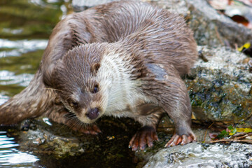 European otter searching for food in a river (Lutra lutra lutra).
