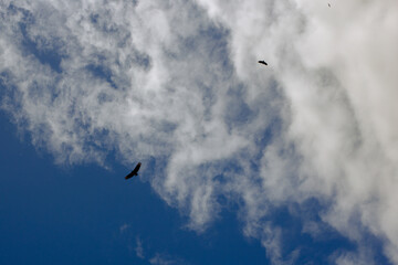 bird on the sky