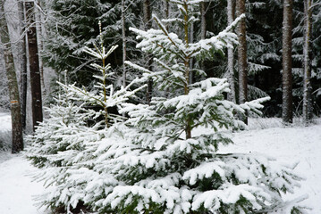 snowy fir trees at the edge of the forest in winter