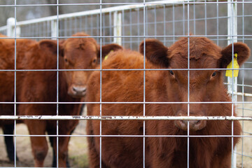 Red and black Angus heifer and steer in a corral closeup