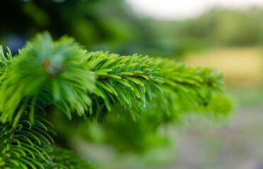 Green soft spruce branch close up in soft daylight. nature background