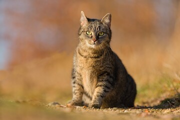 A beautiful tabby cat sitting on the meadow. Portrait of a beautiful european cat. 