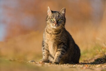 Naklejka na ściany i meble A beautiful tabby cat sitting on the meadow. Portrait of a beautiful european cat. 