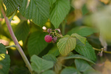 Red ripe raspberries on branches in a sunny garden. Healthy food, gardening concept