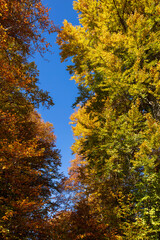 forest and autumn colors image