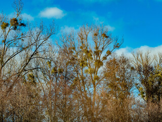 Viele Misteln auf Pappeln im Winter