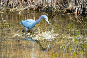 Little Blue Heron bird, also known as an Indian Hen, wades in the water at the Merritt Island National Wildlife Refuge in Florida