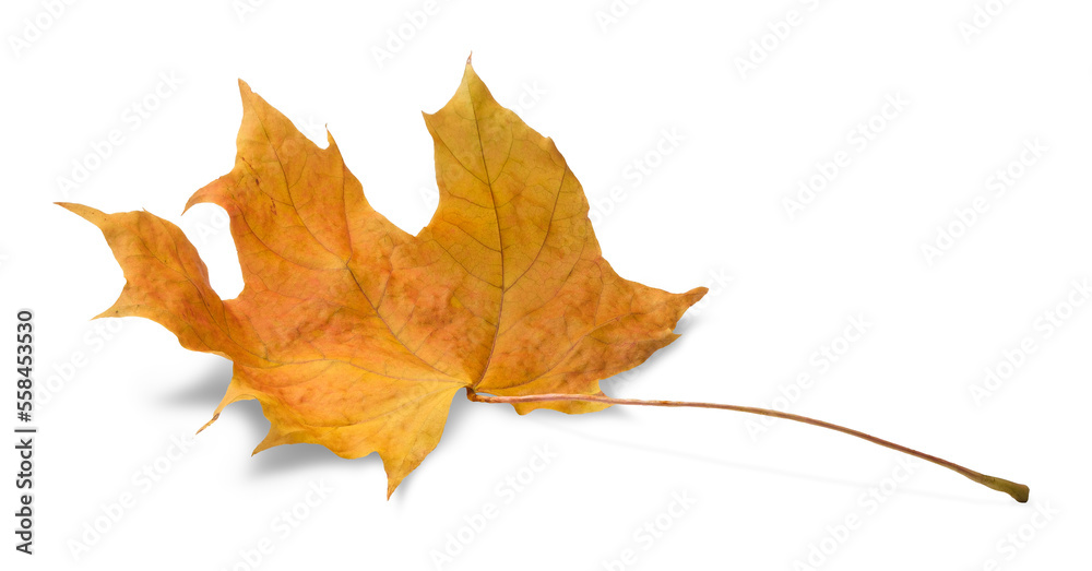 Poster Autumn leaf isolated on white background with shadows, clipping path  for isolation without shadows on white shadows on white
