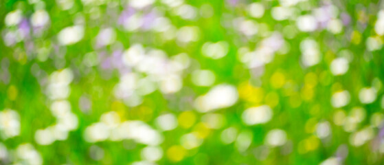 Obraz premium Blurred green abstract background with bokeh effect.