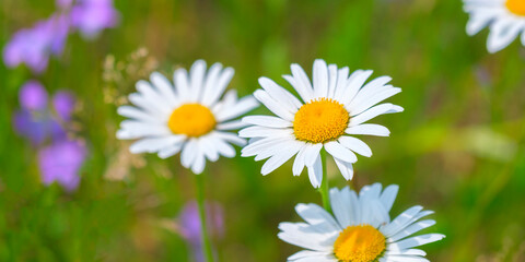 Obraz premium Chamomile flower. Extreme close-up Daisy Camomile single flower fullframe macro view. Beautiful chamomile flowers. Full bloom of camomile flowers garden. Daisy blossom.