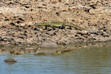 A Nile Monitor in Africa