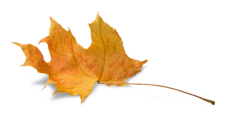 Autumn leaf isolated on white background with shadows, clipping path  for isolation without shadows on white shadows on white