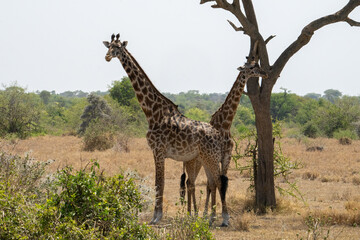 Two Giraffes in Tanzania