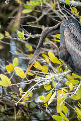 An Anhinga bird, also known as a black bellied darter or water turkey, sits perched in tree...
